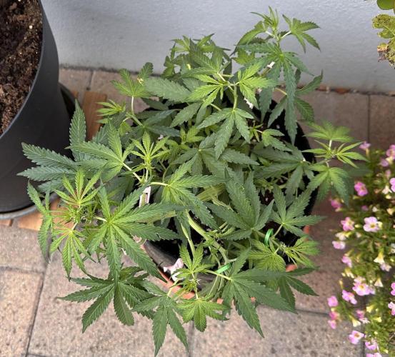 Linda Seeds Auto Gorilla Glue#4 2026 2nd. Week 6 - D39 (10.06.)