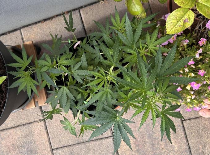 Linda Seeds Auto Gorilla Glue#4 2026 2nd. Week 6 - D41 (12.06.)