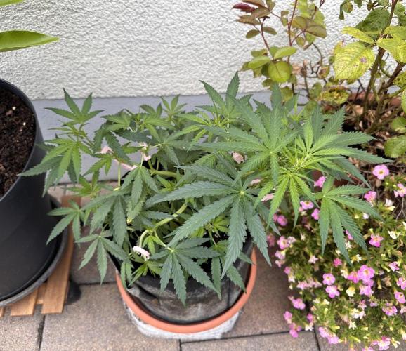 Linda Seeds Auto Gorilla Glue#4 2026 2nd. Week 6 - D41 (12.06.)