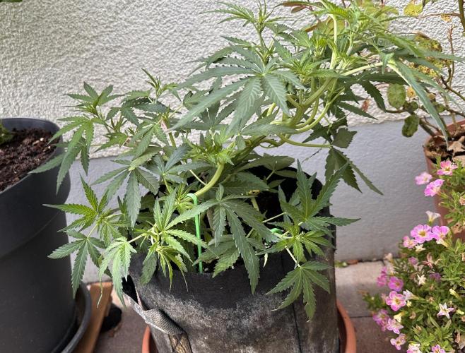 Linda Seeds Auto Gorilla Glue#4 2026 2nd. Week 6 - D41 (12.06.)