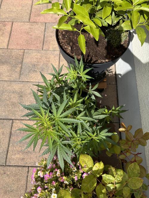 Linda Seeds Auto Gorilla Glue#4 2026 2nd. Week 7 - D42 (13.06.)