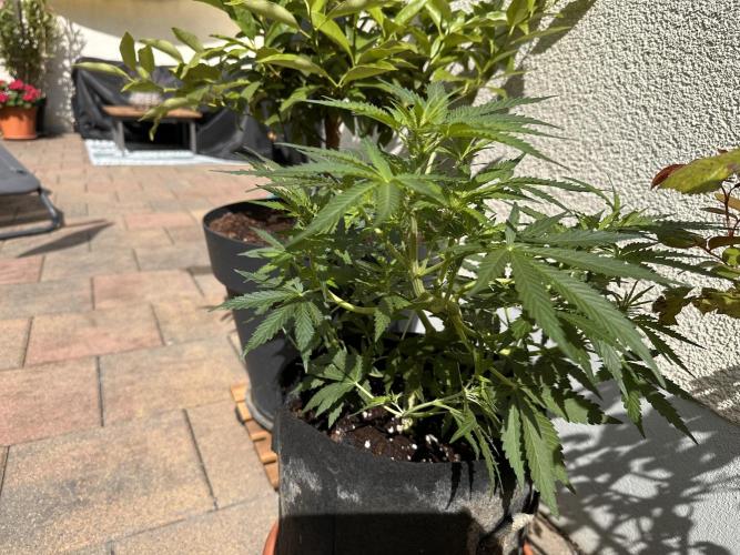 Linda Seeds Auto Gorilla Glue#4 2026 2nd. Week 7 - D42 (13.06.)