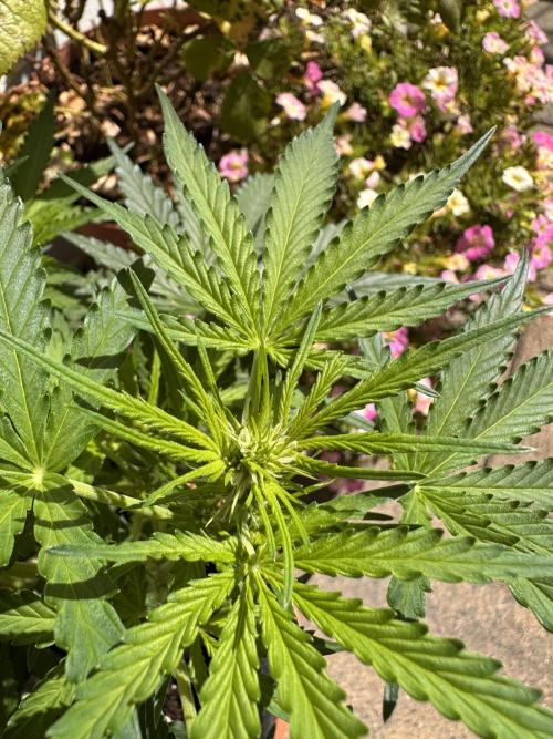 Linda Seeds Auto Gorilla Glue#4 2026 2nd. Week 7 - D42 (13.06.)