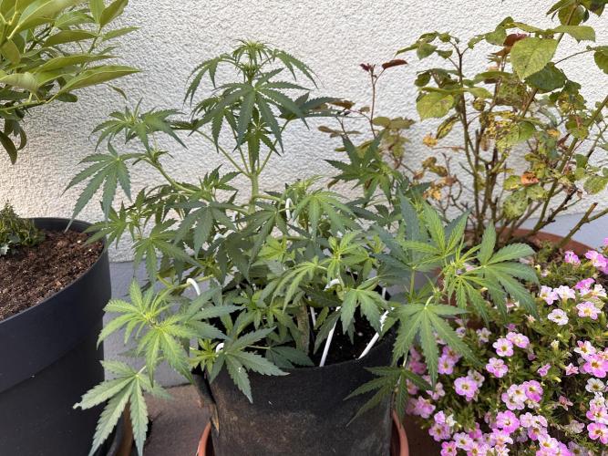 Linda Seeds Auto Gorilla Glue#4 2026 2nd. Week 7 - D44 (15.06.)