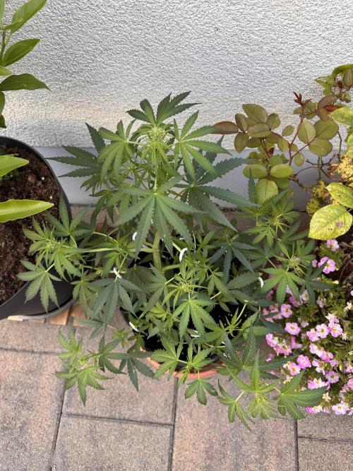 Linda Seeds Auto Gorilla Glue#4 2026 2nd. Week 7 - D44 (15.06.)