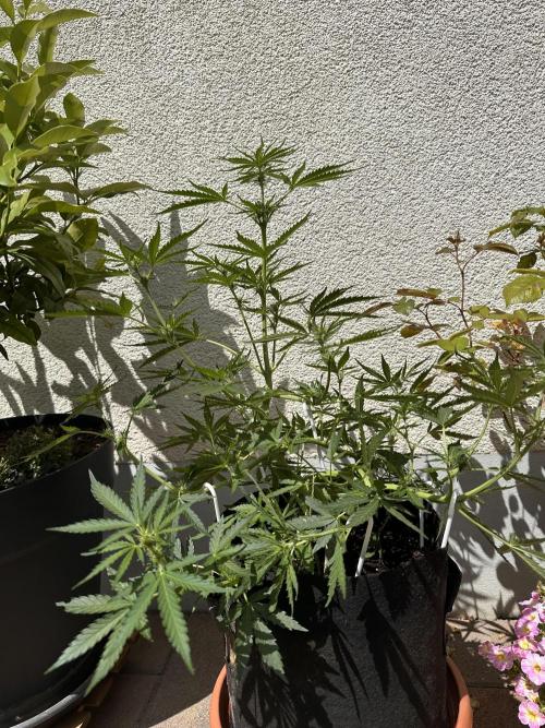 Linda Seeds Auto Gorilla Glue#4 2026 2nd. Week 7 - D47 (18.06.)