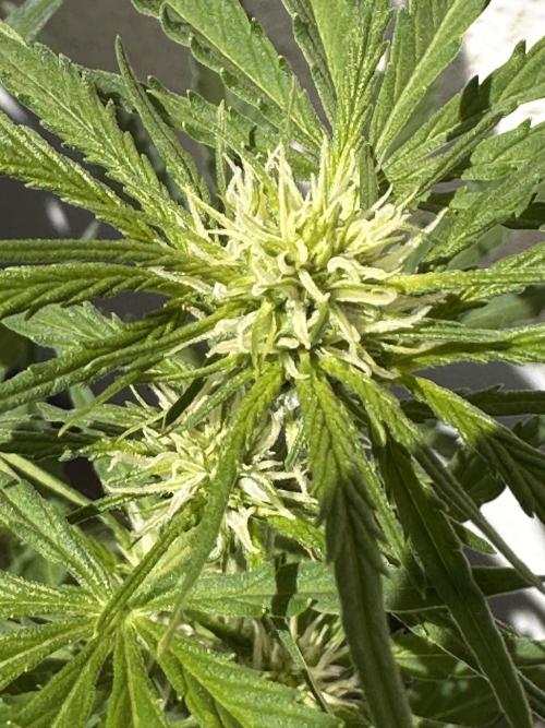 Linda Seeds Auto Gorilla Glue#4 2026 2nd. Week 7