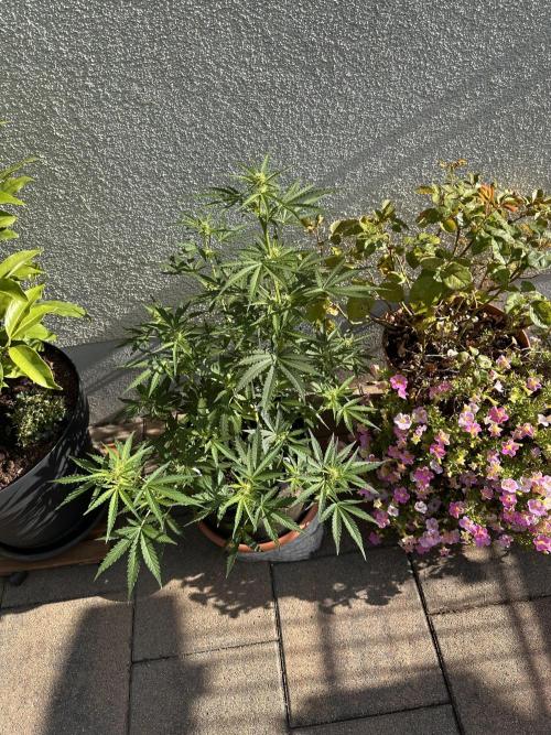 Linda Seeds Auto Gorilla Glue#4 2026 2nd. Week 8 - D49 (20.06.)
53 cm