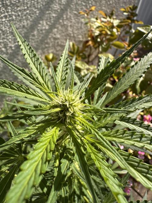 Linda Seeds Auto Gorilla Glue#4 2026 2nd. Week 8 - D49 (20.06.)