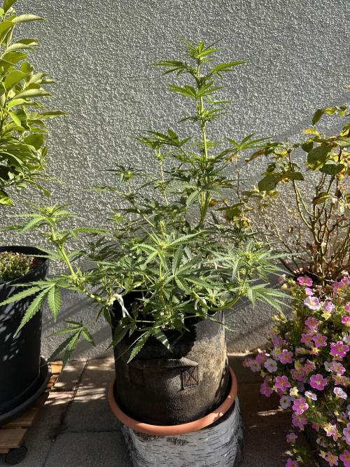 Linda Seeds Auto Gorilla Glue#4 2026 2nd. Week 8 - D49 (20.06.)