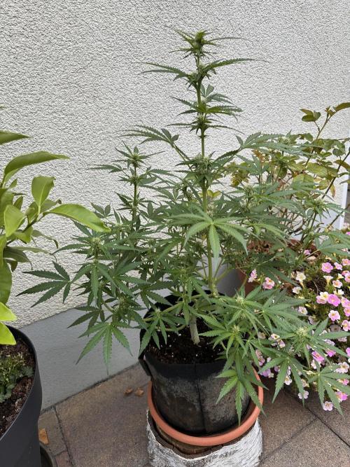Linda Seeds Auto Gorilla Glue#4 2026 2nd. Week 8 - D52 (23.06.)
59cm
