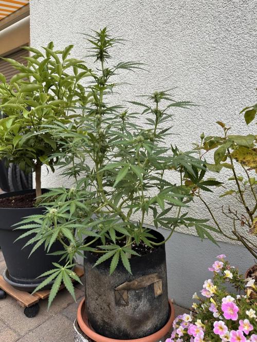 Linda Seeds Auto Gorilla Glue#4 2026 2nd. Week 8 - D52 (23.06.)