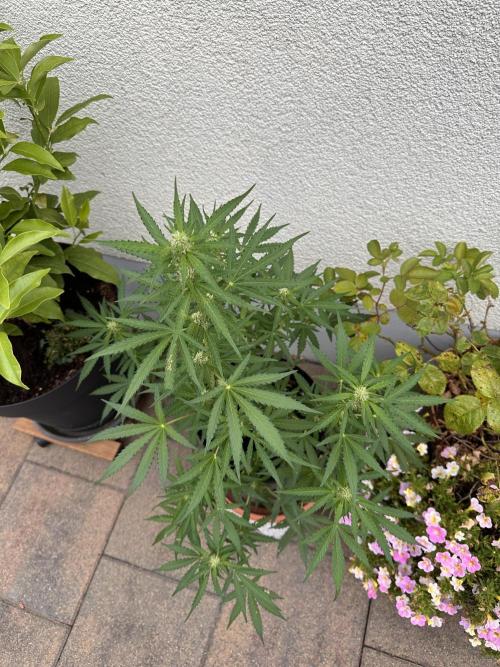 Linda Seeds Auto Gorilla Glue#4 2026 2nd. Week 8 - D52 (23.06.)