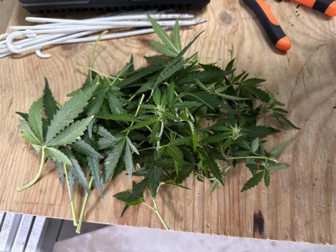 Linda Seeds Auto Gorilla Glue#4 2026 2nd. Week 8 - D52 (23.06.)