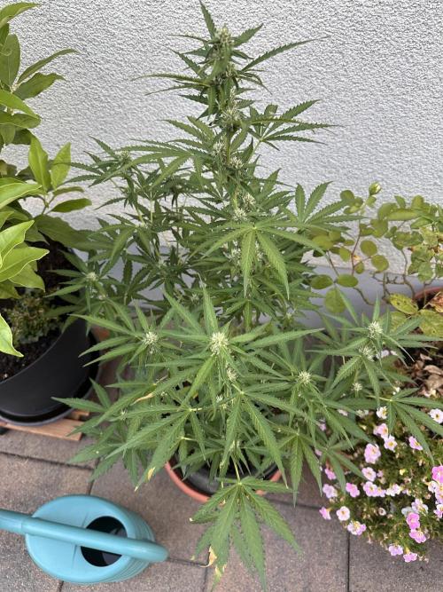 Linda Seeds Auto Gorilla Glue#4 2026 2nd. Week 8 - D55 (26.06.)
