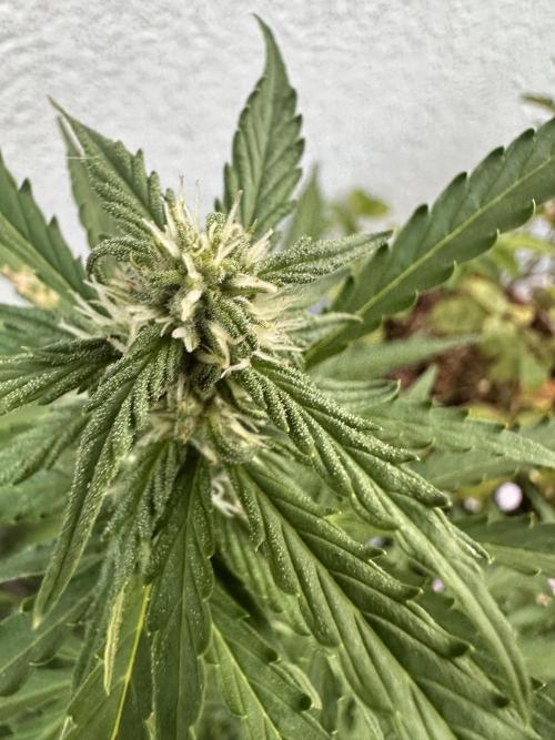 Linda Seeds Auto Gorilla Glue#4 2026 2nd. Week 8 - D55 (26.06.)