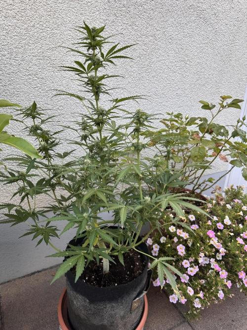 Linda Seeds Auto Gorilla Glue#4 2026 2nd. Week 8 - D55 (26.06.)