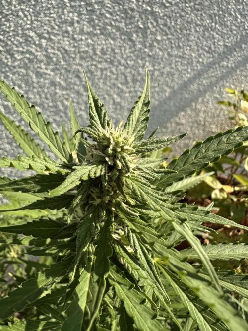 Linda Seeds Auto Gorilla Glue#4 2026 2nd. Week 9 - D56 (27.06.)