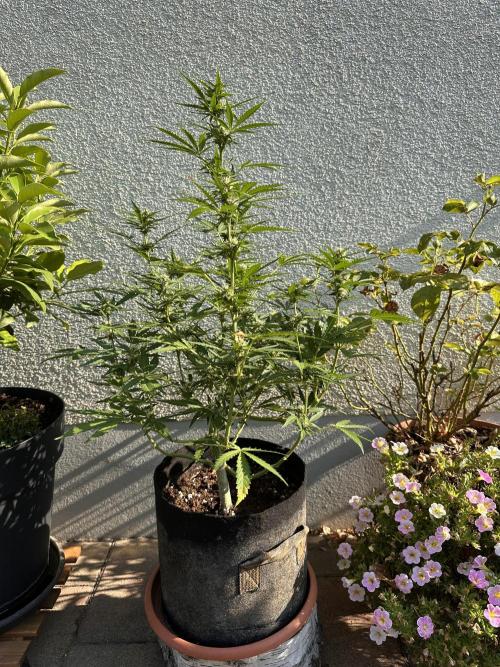 Linda Seeds Auto Gorilla Glue#4 2026 2nd. Week 9 - D56 (27.06.)