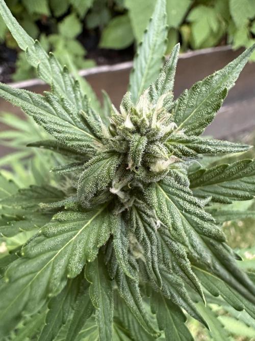 Linda Seeds Auto Gorilla Glue#4 2026 2nd. Week 9 - D59 (30.06.)