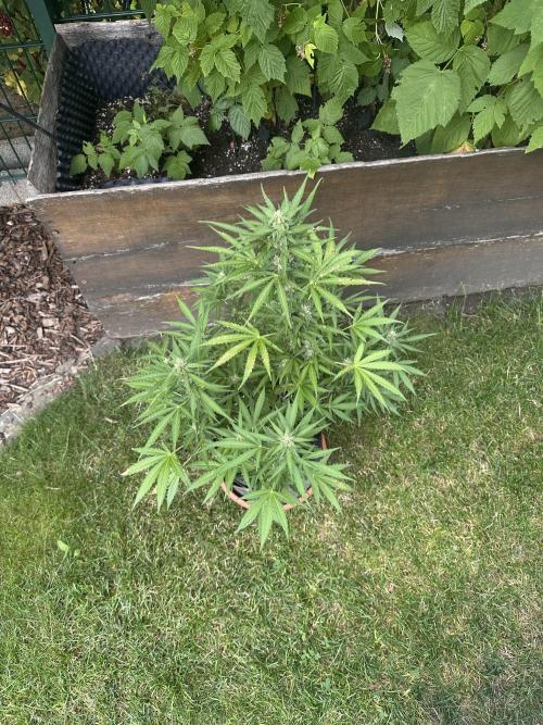Linda Seeds Auto Gorilla Glue#4 2026 2nd. Week 9 - D59 (30.06.)