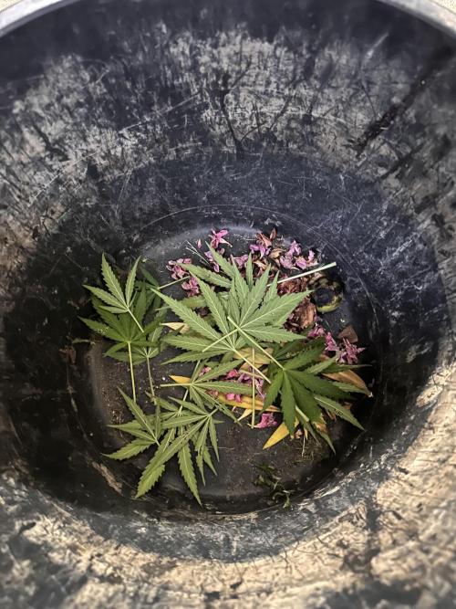 Linda Seeds Auto Gorilla Glue#4 2026 2nd. Week 9 - D62 (03.07.)
