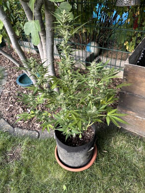 Linda Seeds Auto Gorilla Glue#4 2026 2nd. Week 9 - D62 (03.07.)