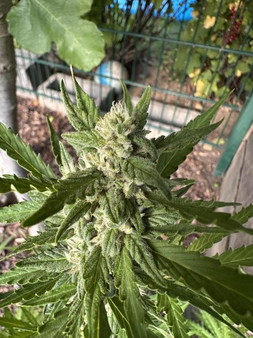 Linda Seeds Auto Gorilla Glue#4 2026 2nd. Week 9 - D62 (03.07.)