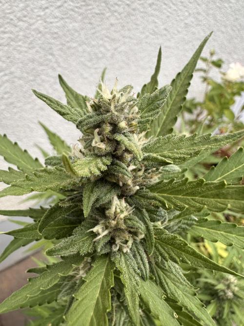 Linda Seeds Auto Gorilla Glue#4 2026 2nd. Week 10 - D65 (06.07.)