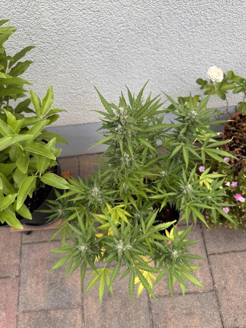 Linda Seeds Auto Gorilla Glue#4 2026 2nd. Week 10 - D65 (06.07.)