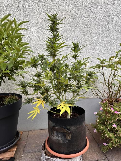 Auto Gorilla Glue#4. Week 10