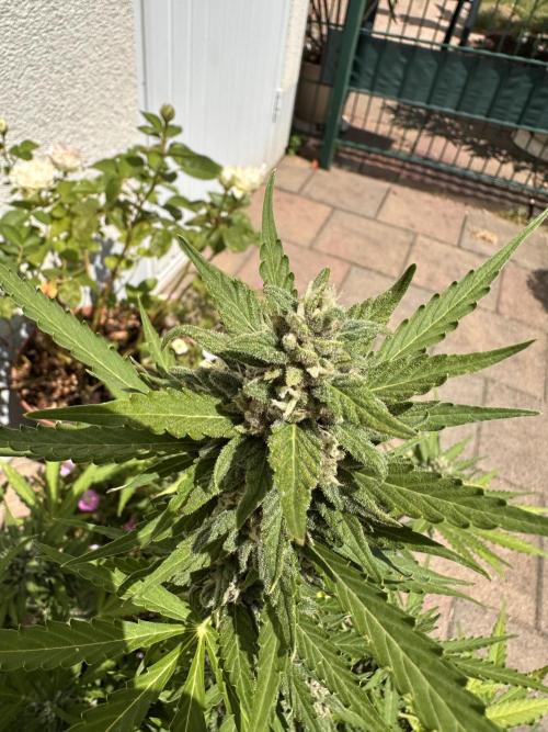 Linda Seeds Auto Gorilla Glue#4 2026 2nd. Week 10 - D68 (09.07.)