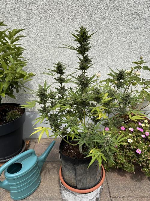 Linda Seeds Auto Gorilla Glue#4 2026 2nd. Week 10 - D68 (09.07.)