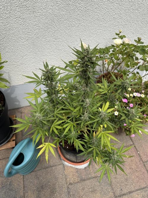 Auto Gorilla Glue#4. Week 10