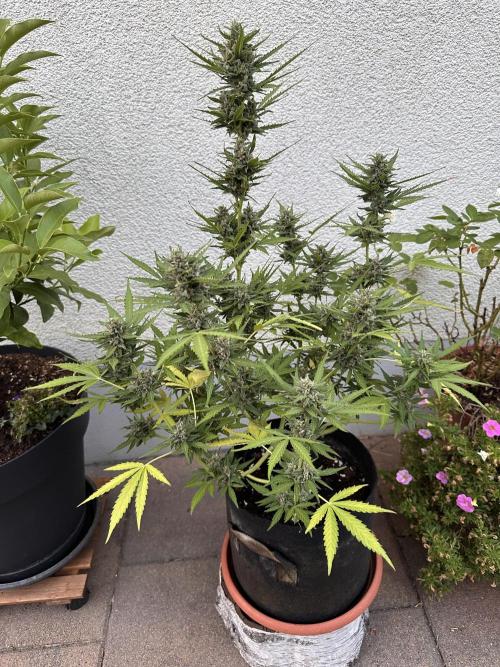Linda Seeds Auto Gorilla Glue#4 2026 2nd. Week 10 - D69 (10.07.) - nice