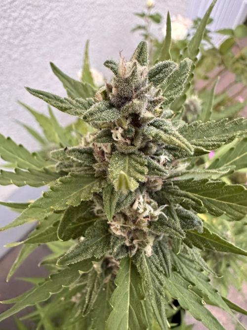 Auto Gorilla Glue#4. Week 10