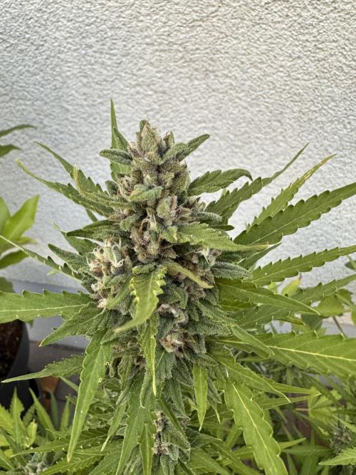 Linda Seeds Auto Gorilla Glue#4 2026 2nd. Week 11 - D71 (12.07.)