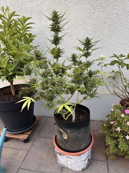 Auto Gorilla Glue#4. Week 11