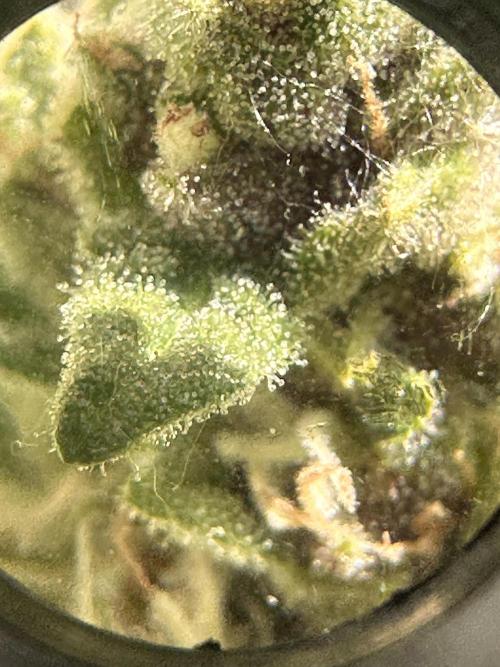 Auto Gorilla Glue#4. Week 11