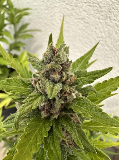 Linda Seeds Auto Gorilla Glue#4 2026 2nd. Week 11 - D75 (16.07.)