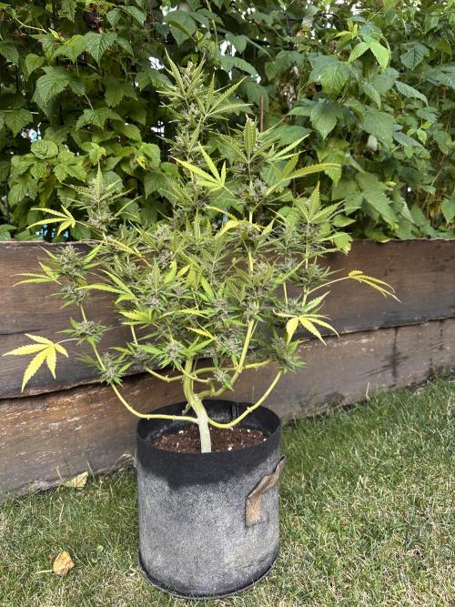 Linda Seeds Auto Gorilla Glue#4 2026 2nd. Week 11 - D75 (16.07.)