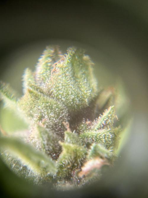 Auto Gorilla Glue#4. Week 11