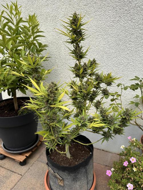Linda Seeds Auto Gorilla Glue#4 2026 2nd. Week 12 - D78 (19.7.)