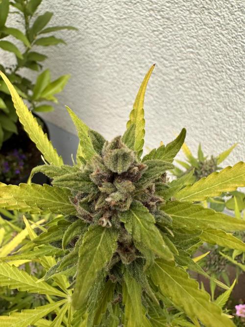 Linda Seeds Auto Gorilla Glue#4 2026 2nd. Week 12 - D78 (19.7.)