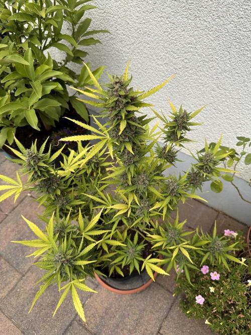 Auto Gorilla Glue#4. Week 12