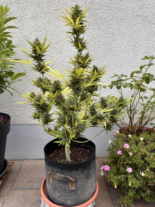 Linda Seeds Auto Gorilla Glue#4 2026 2nd. Week 13 - D79 (20.7.)