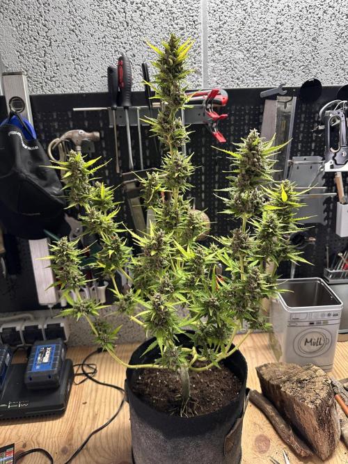 Linda Seeds Auto Gorilla Glue#4 2026 2nd. Week 13 - D79 (20.7.)