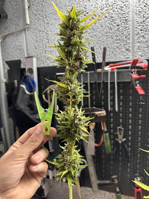 Linda Seeds Auto Gorilla Glue#4 2026 2nd. Week 13 - D79 (20.7.)