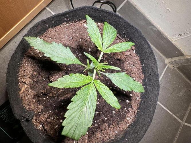 Auto Gorilla Glue#4. Week 3