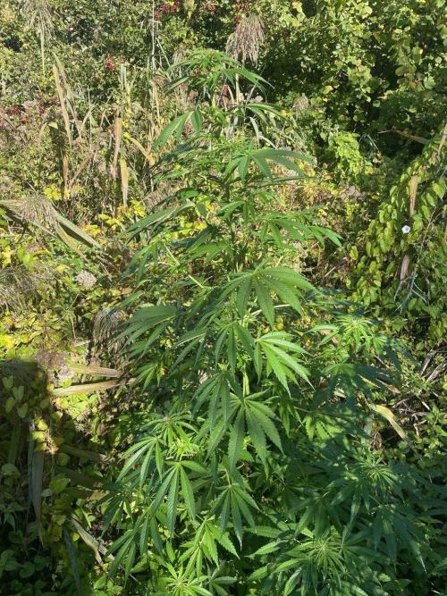 Late guerilla grow. Week 14